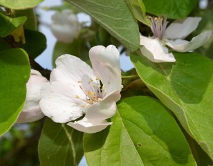 Baumblüten der Quittenbirne