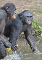 Fototapeta na wymiar The bonobos ( Pan paniscus)