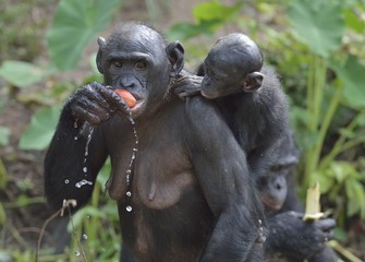 The Bonobo ( Pan paniscus) Eating female Bonobo with a cub on a back.