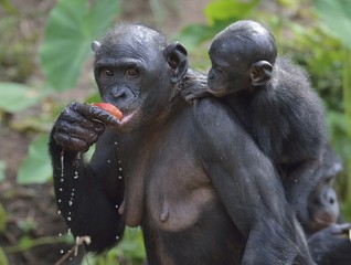 The Bonobo ( Pan paniscus) Eating female Bonobo with a cub on a back.