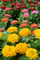 colorful zinnia flowers