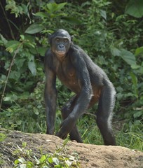 The bonobo ( Pan paniscus)  on the green natural background.