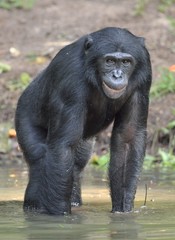  Bonobo standing in water looks for the fruit which fell in water. Bonobo ( Pan paniscus ).