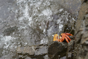 Colourful red and orange crab emerging from behind a rock at Cabija on the Pacific Coast of northern Chile.