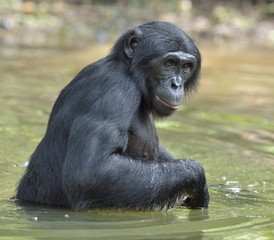 Naklejka premium Bonobo stojący w wodzie szuka owocu, który wpadł do wody. Bonobo (Pan paniscus).