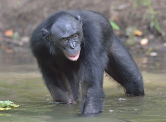  Bonobo standing in water looks for the fruit which fell in water. Bonobo ( Pan paniscus ).