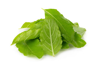 Fresh basil leaves in closeup