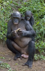 Fototapeta premium The Bonobo ( Pan paniscus) Eating female Bonobo with a cub on a back.