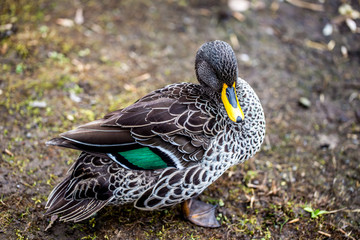 Ente mit schönem Gefieder