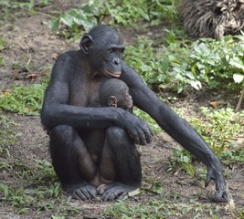 Mother and Cub of chimpanzee Bonobo. Bonobo female  with a cub.  The Bonobo ( Pan paniscus).