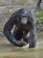  Bonobo standing in water looks for the fruit which fell in water. Bonobo ( Pan paniscus ).