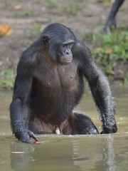 Fototapeta na wymiar Bonobo standing in water looks for the fruit which fell in water. Bonobo ( Pan paniscus ).