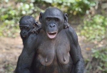 Mother and Cub of chimpanzee Bonobo. Bonobo female  with a cub.  The Bonobo ( Pan paniscus).