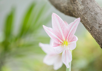 Closeup pink flower in the garden