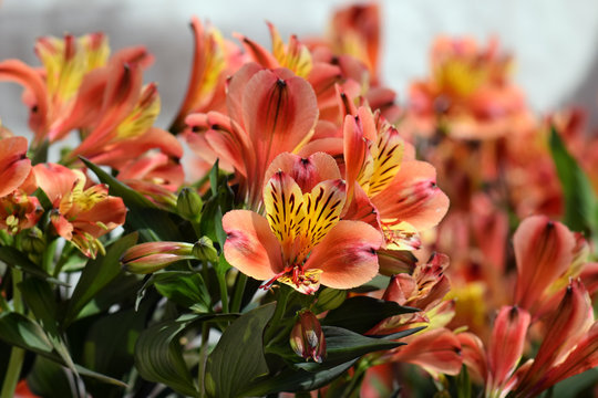 Fototapeta alstroemeria peruvian lily flowers