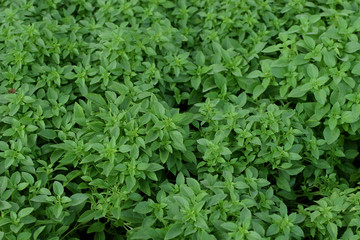 basil leaves background