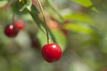 Young red berries of a sweet cherry on a branch in a garden