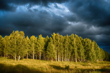 birch grove in the background of thunderclouds