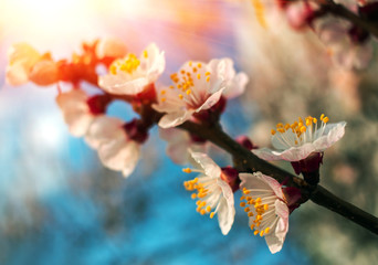 Obrazy  oddział z różowymi kwiatami o zachodzie słońca, zbliżenie. kwiat.