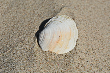 Muschel am Strand von Bansin am Ostseestrand Usedom