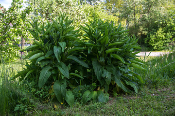 two bushes of comfrey (Symphytum officinale) on a meadow