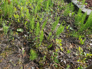 Fototapeta premium Ackerschachtelhalm; Equisetum; arvense