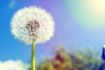 White dandelion closeup against blue sky