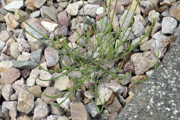 Ackerschachtelhalm; Equisetum; arvense