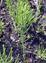 Ackerschachtelhalm; Equisetum; arvense