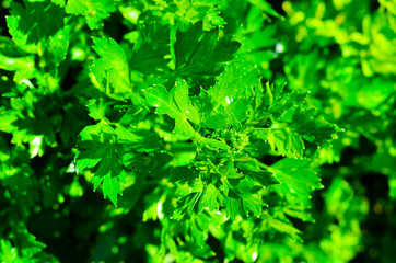 Parsley in the garden close-up. Bushes of parsley in the garden
