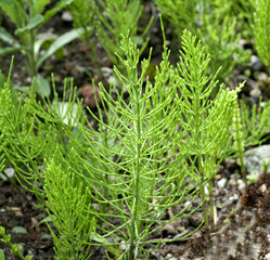 Ackerschachtelhalm; Equisetum; arvense