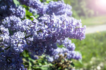 Blossoming lilac in the garden