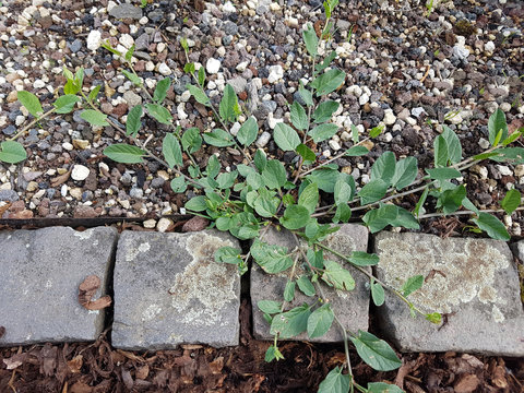 Ackerwinde; Convolvulus, arvensis; Convolvulus;