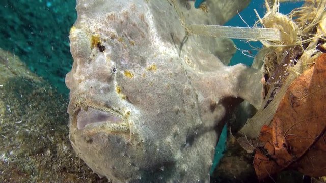 Mix - 3 different frogfish - Giant frogfish, hairy frogfish, orange frogfish