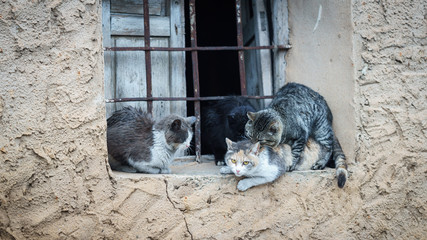 Domestic cats in the act of mating