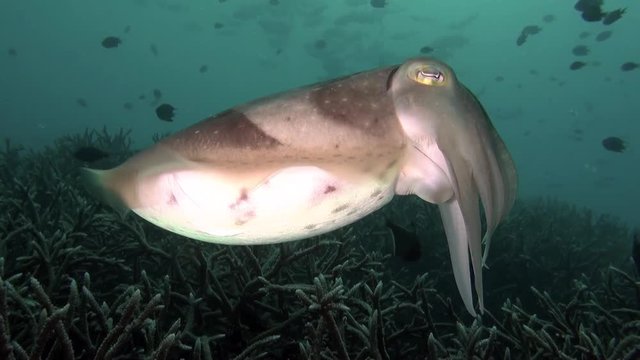 Mix - 3 different scenes of amazing cuttlefish/sepia
