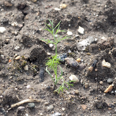 Dill; Anethum graveolens; Keimling, Sproessling