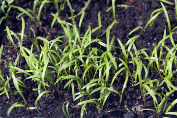 Dill; Anethum graveolens; Keimling
