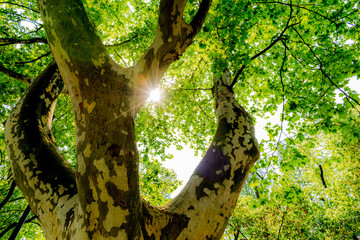 Beams of the sun break through the branches of an old tree. The sun through the branches of an ancient spotted tree. Beautiful unusual wallpaper with sun and tree - 111521436