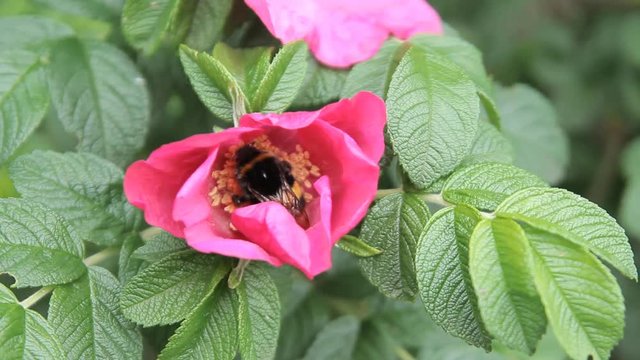 red flower bee collects pollen