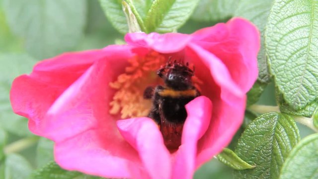 red flower bee collects pollen