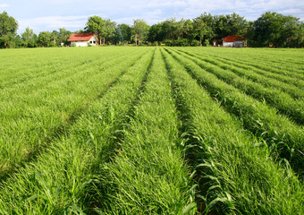 field of grasses planted in furrow