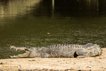 Crocodile lying in the sun with open mouth. Crocodile on the river bank, lake bank lyingl on the sand