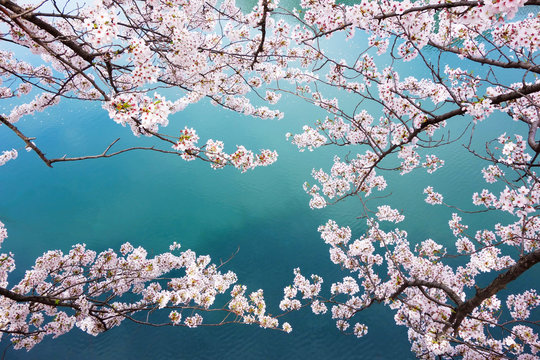 Fototapeta spring sakura pink flower and water background