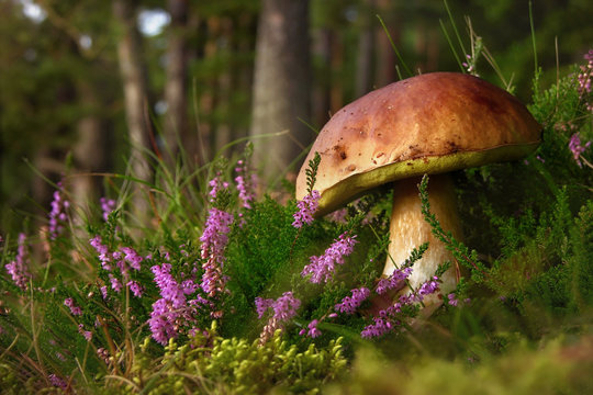 Boletus edulis edible mushroom in the forest 