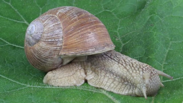 Grape snail crawls and eats leaves of burdock