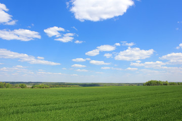 Fototapeta na wymiar Green field over the blue sky
