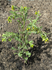 Greiskraut, Gewoehnliches, Senecio vulgaris