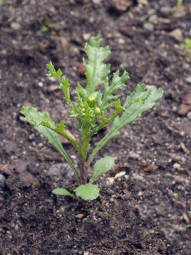 Greiskraut, Gewoehnliches, Senecio vulgaris