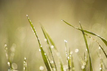 Blades of grass with water drops on the end being lit by the morning sun.